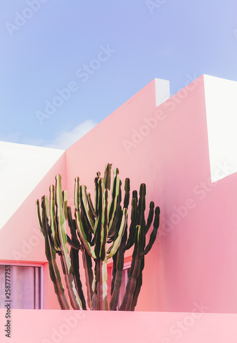 Plakat Rośliny na różowym pojęciu. Kaktus na różowym ściennym tle. Minimalna sztuka roślin