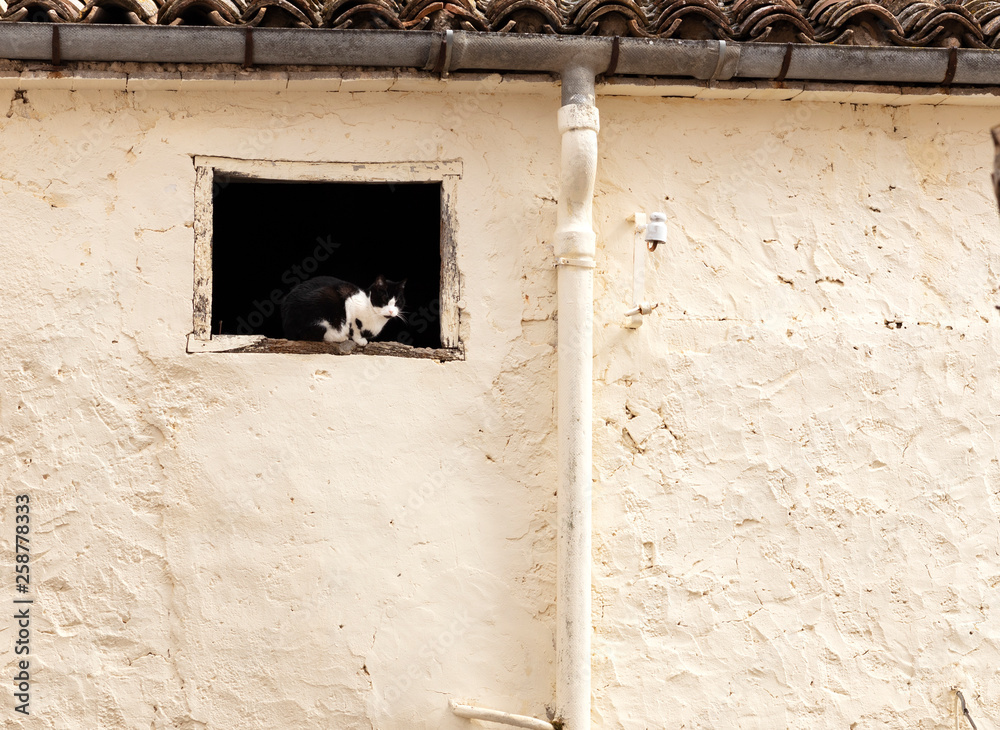black and white cat black and white cat