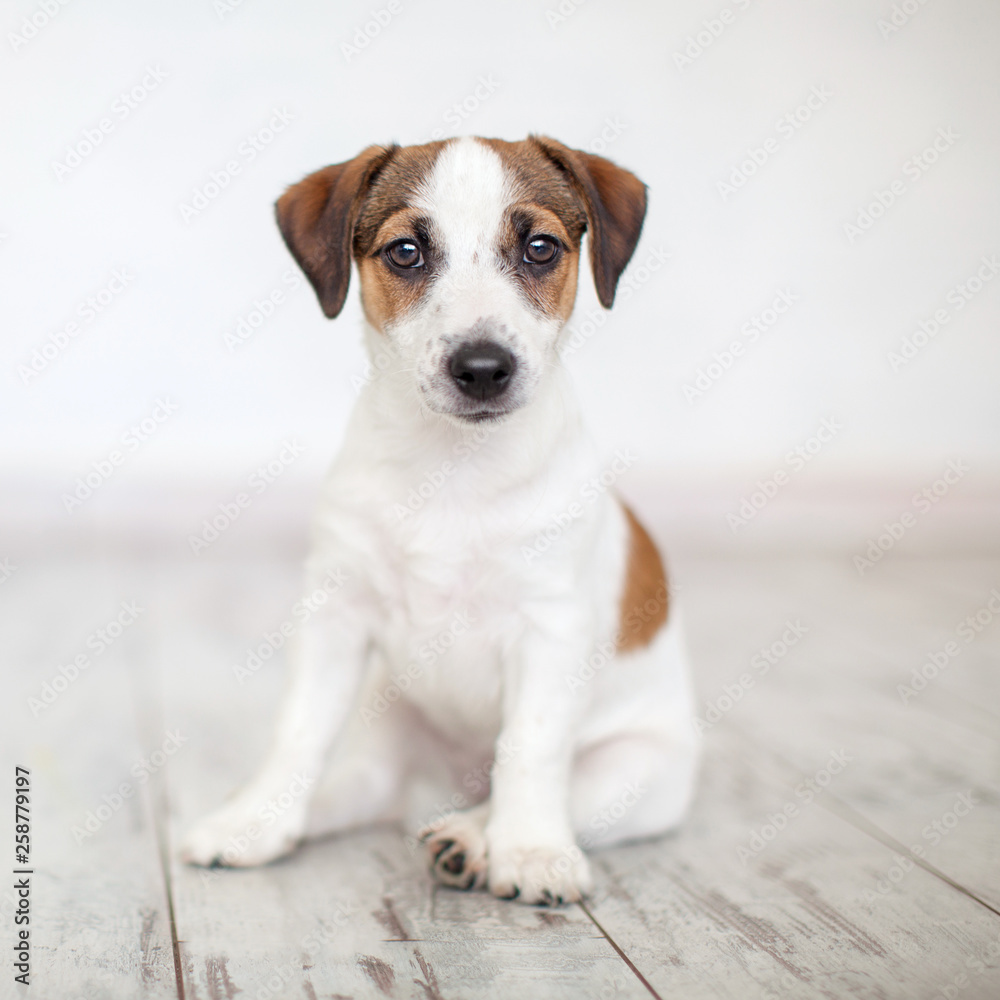 Puppy sitting on floor