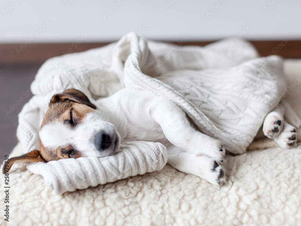 Sleeping puppy on dog bed - obrazy, fototapety, plakaty 