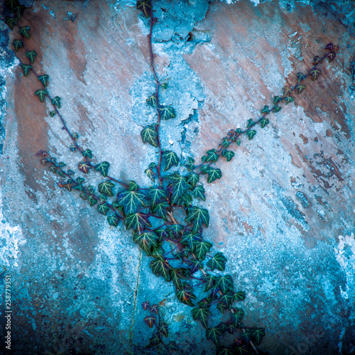 Old grunge stone wall texture and pattern background covered in green ivy