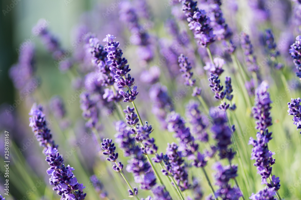 Obraz premium Lavender Plant Flowering
