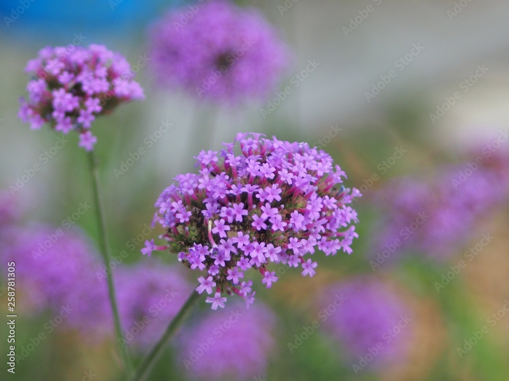 Verbena Bonariensis is a purple flower, The meaning of this flower is the happiness of everyone in the family. In addition, the Verbena is also another meaning. Please pray for me. Verbena Bonariensis is a purple flower, The meaning of this flower is the happiness of everyone in the family. In addition, the Verbena is also another meaning. Please pray for me.