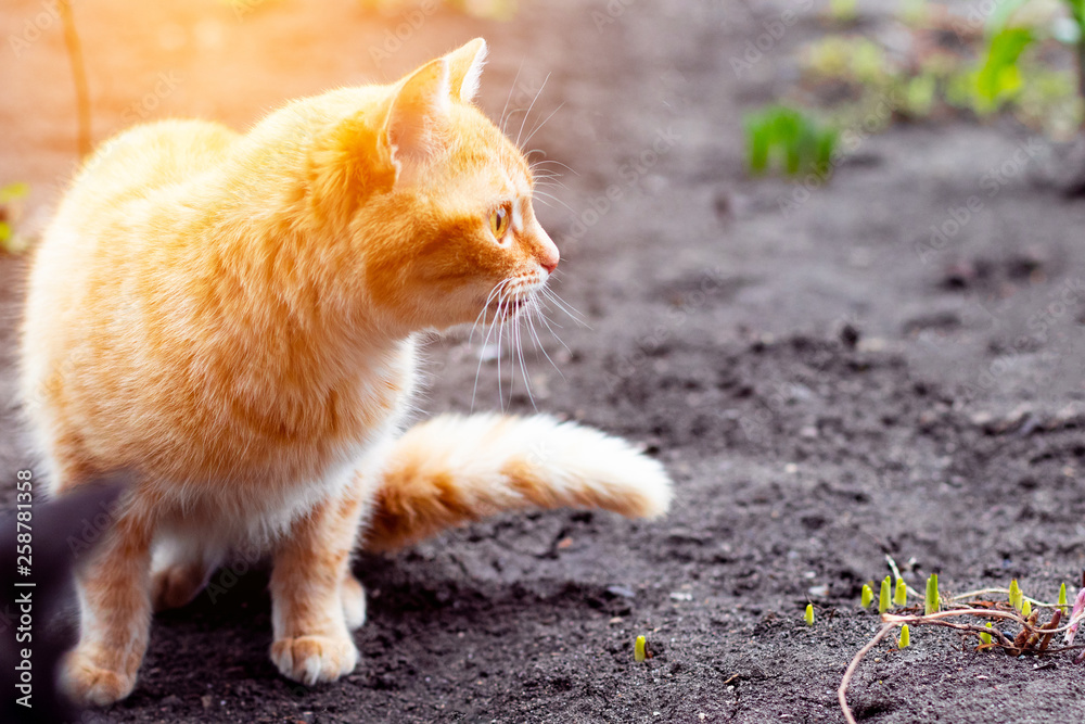Stray cat is watching the street under the sunlight. abandoned homeless cat. Stray cat is watching the street under the sunlight. abandoned homeless cat.