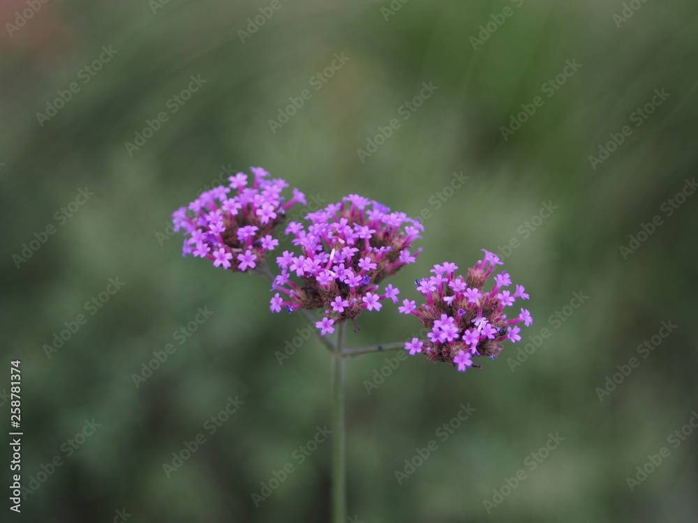 Verbena Bonariensis is a purple flower, The meaning of this flower is the happiness of everyone in the family. In addition, the Verbena is also another meaning. Please pray for me. Verbena Bonariensis is a purple flower, The meaning of this flower is the happiness of everyone in the family. In addition, the Verbena is also another meaning. Please pray for me.