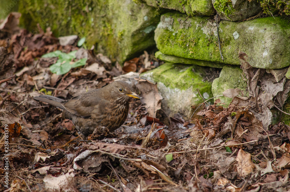 Fototapeta premium common female black bird standing on the leaves near the moss wall