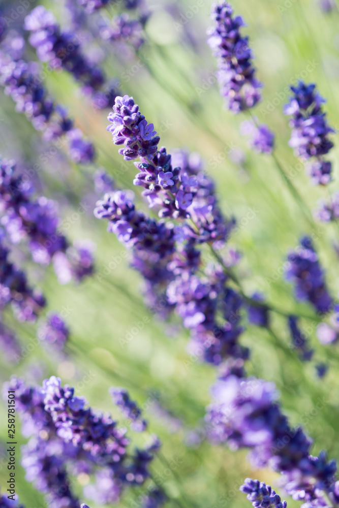 Lavender Plant Flowering Lavender Plant Flowering