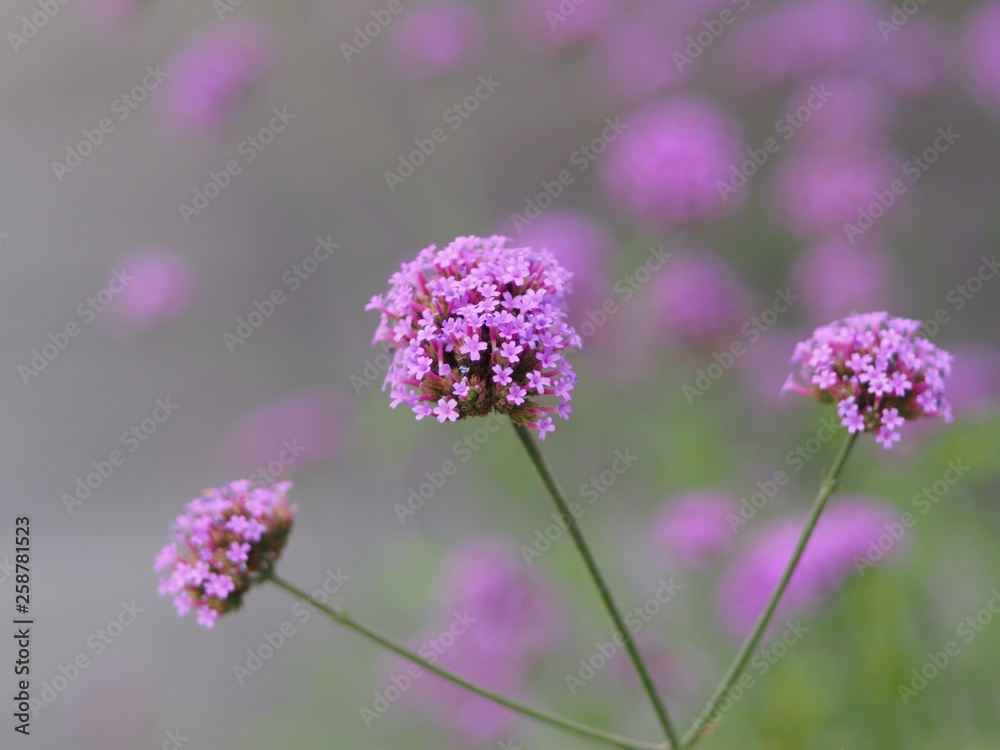 Verbena Bonariensis is a purple flower, The meaning of this flower is the happiness of everyone in the family. In addition, the Verbena is also another meaning. Please pray for me. Verbena Bonariensis is a purple flower, The meaning of this flower is the happiness of everyone in the family. In addition, the Verbena is also another meaning. Please pray for me.