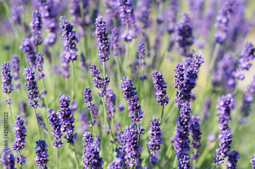 Lavender Plant Flowering