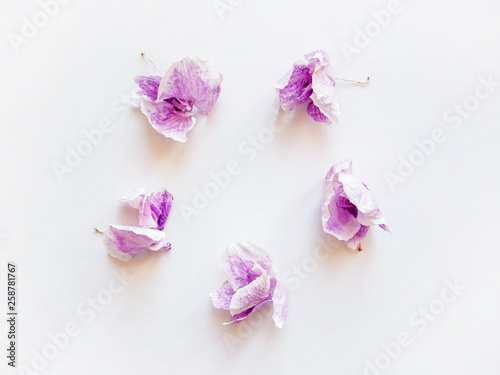 circle from dried purple flowers orchid on white background, copy space, top view
