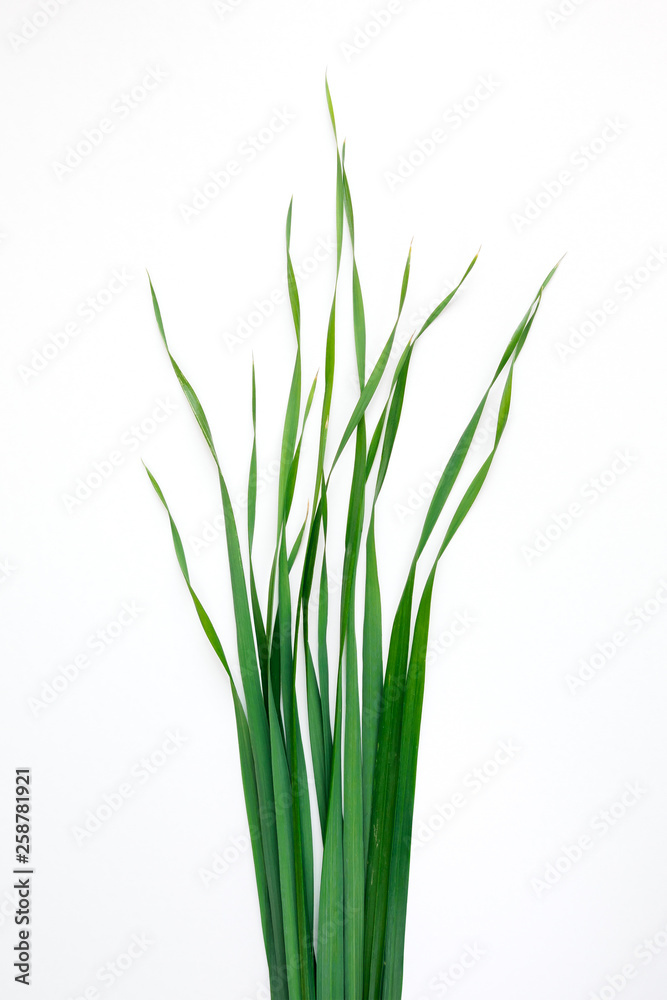 green oat grass leaves on vertical white background