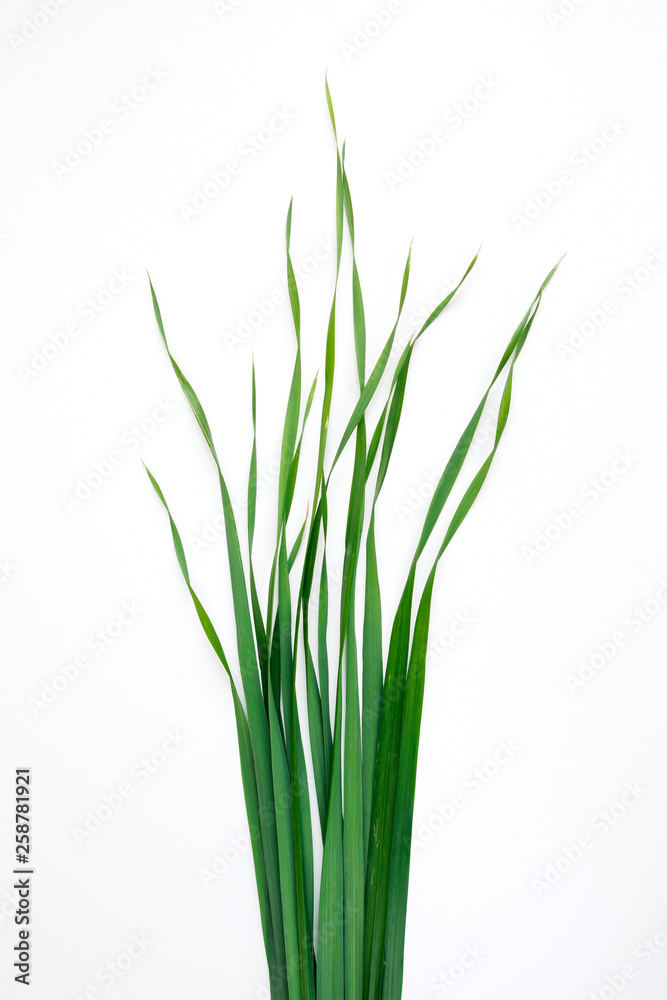 green oat grass leaves on vertical white background green oat grass leaves on vertical white background