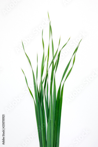 green oat grass leaves on vertical white background