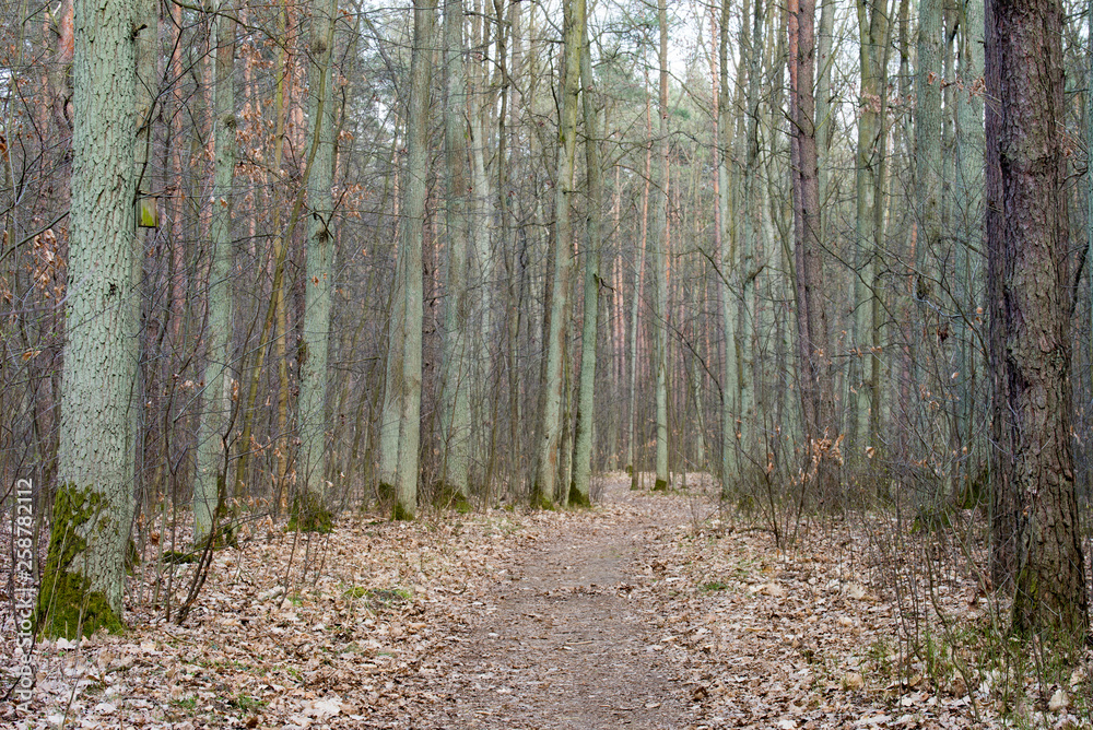 footpath in forest on spring day footpath in forest on spring day