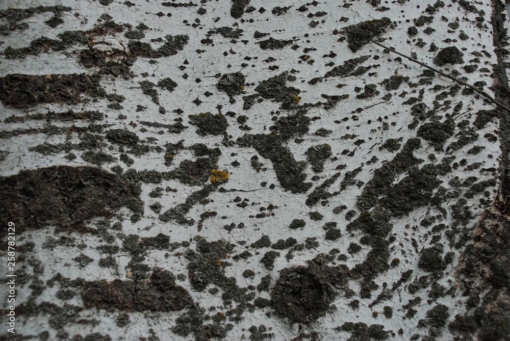 texture of natural bark of a large poplar tree texture of natural bark of a large poplar tree