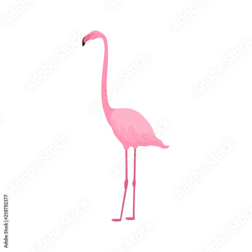 Pink flamingo stands on thin legs on a white background. Tropical summer design.