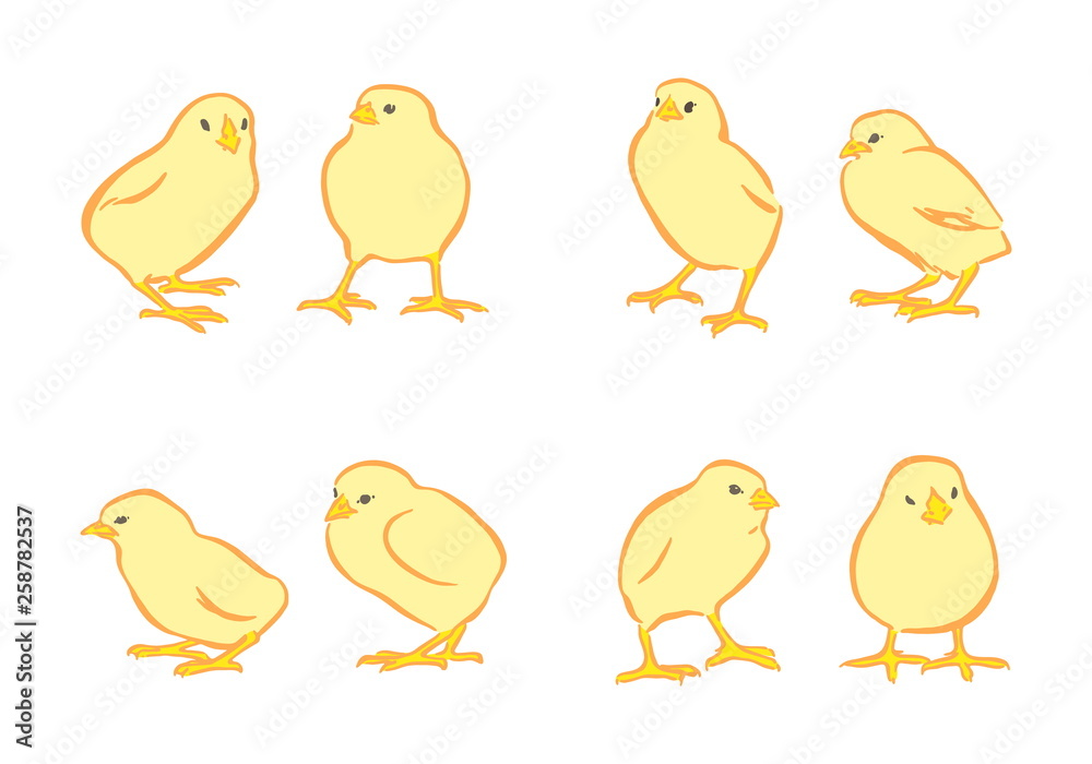 Yellow chickens vector set. Hand drawn happy Easter day chick characters. Animal isolated on white background