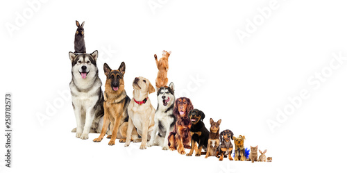 set, group of pets