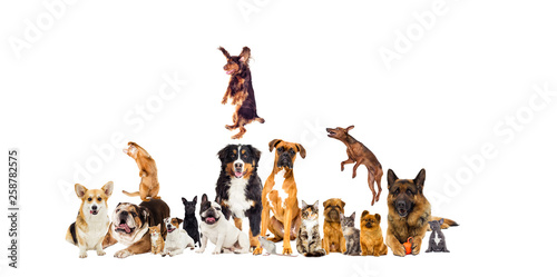 set, group of pets