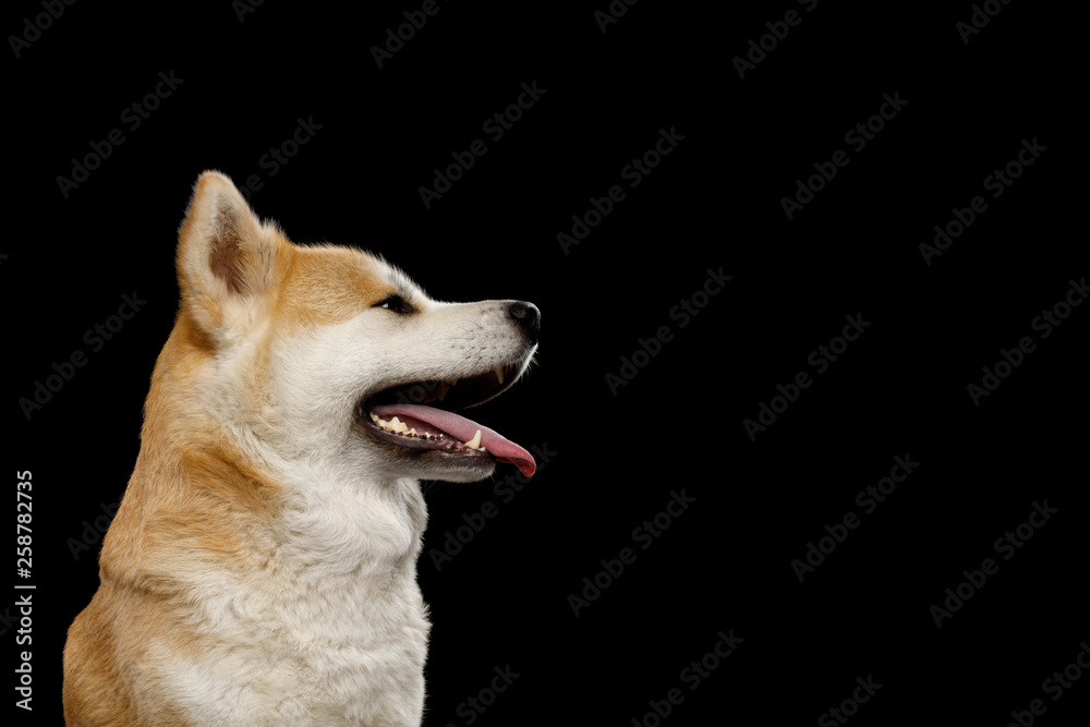 Portrait of Happy Akita Inu Dog on Isolated Black Background, profile view