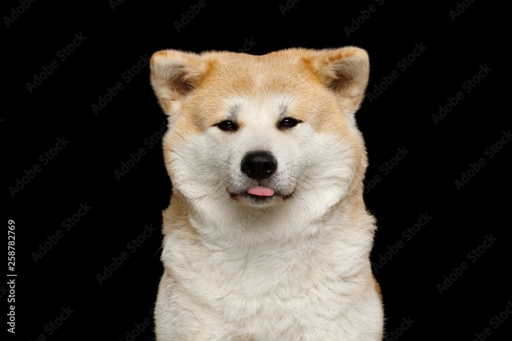 Portrait of Cute Akita Inu Dog, stick out tongue on Isolated Black Background, front view
