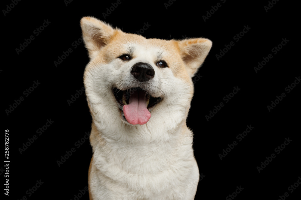 Funny Portrait of Happy Akita Inu Dog Smiling on Isolated Black Background, front view