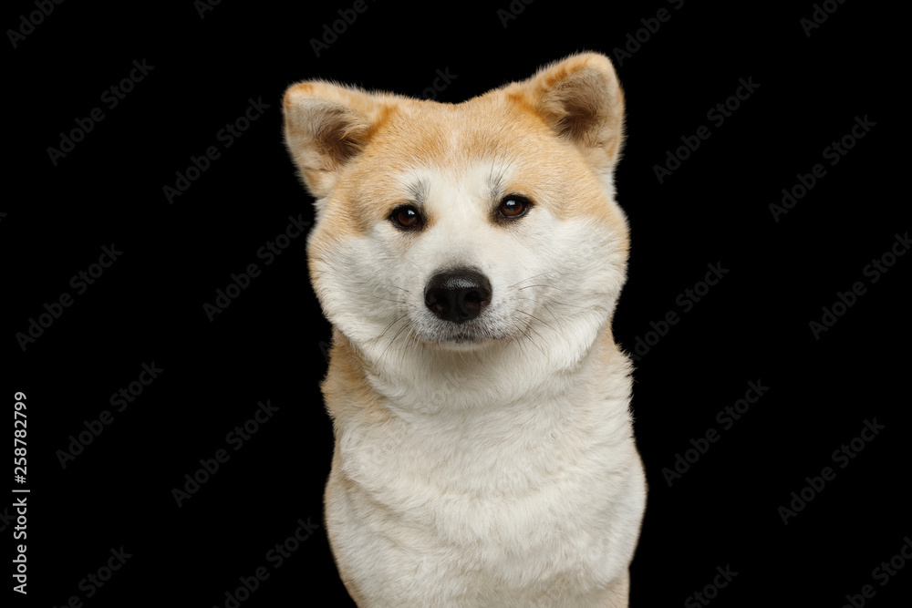 Portrait of Cute Akita Inu Dog, gazing on Isolated Black Background, front view