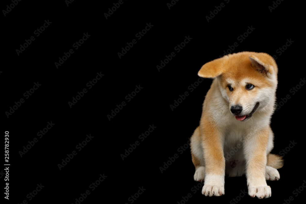 Shy Akita Inu Puppy Sitting with head down on Isolated Black Background, front view