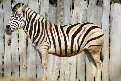 Zebra - animals/wildlife