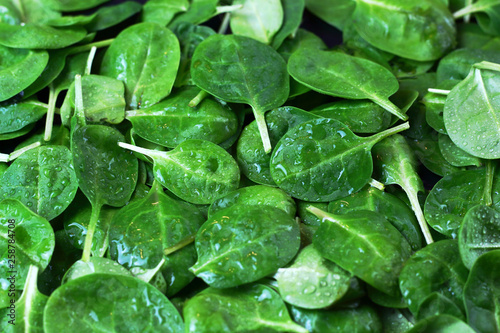 Background texture from a large amount of fresh organic diet spinach leaves with dew water drops