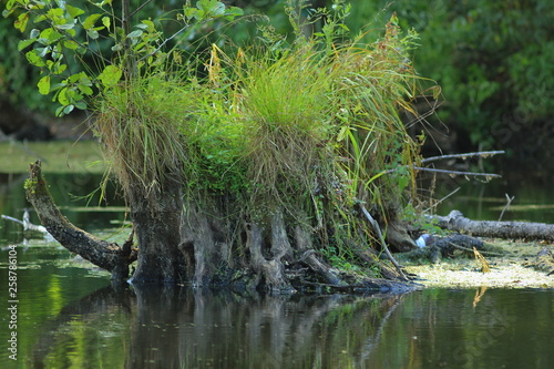  An old snag made of wood in the water.