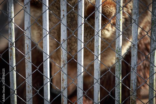 Blurred focus on Bear in captivity in a zoo behind bars. Power and aggression in the cage