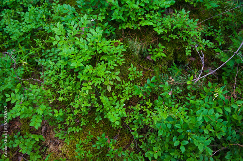 Forest Soil with Grass