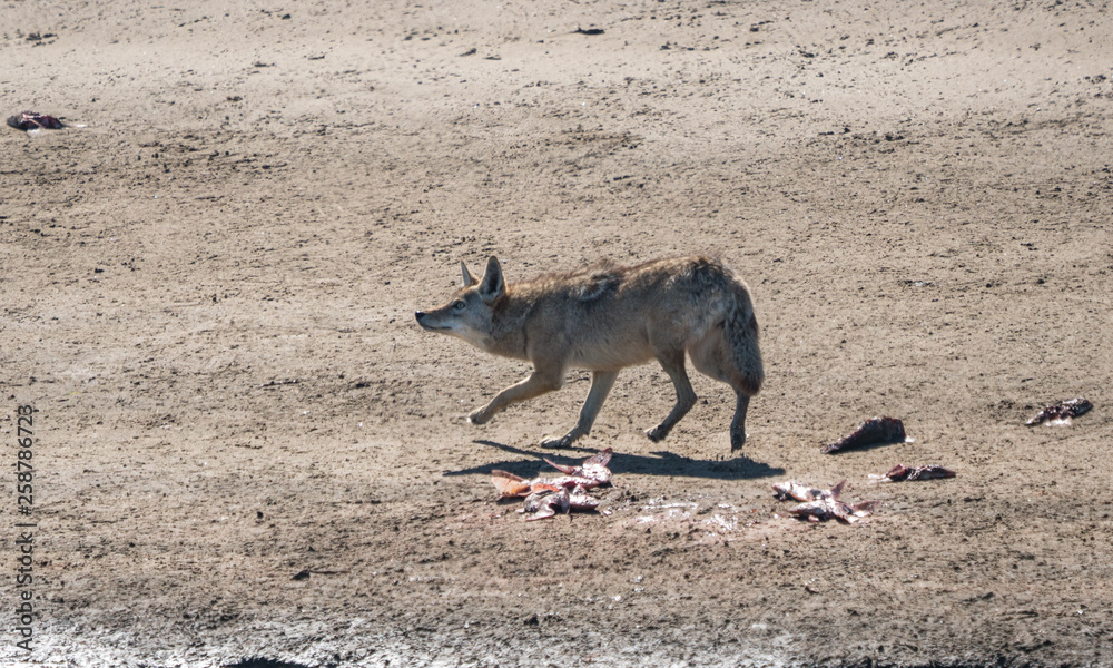 Coyote is patrolling the beach and watching out for seagulls as it tries to steal some fish left on shore. 