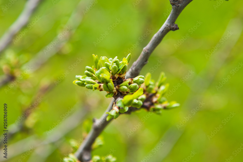 Green buds on branches in spring Green buds on branches in spring