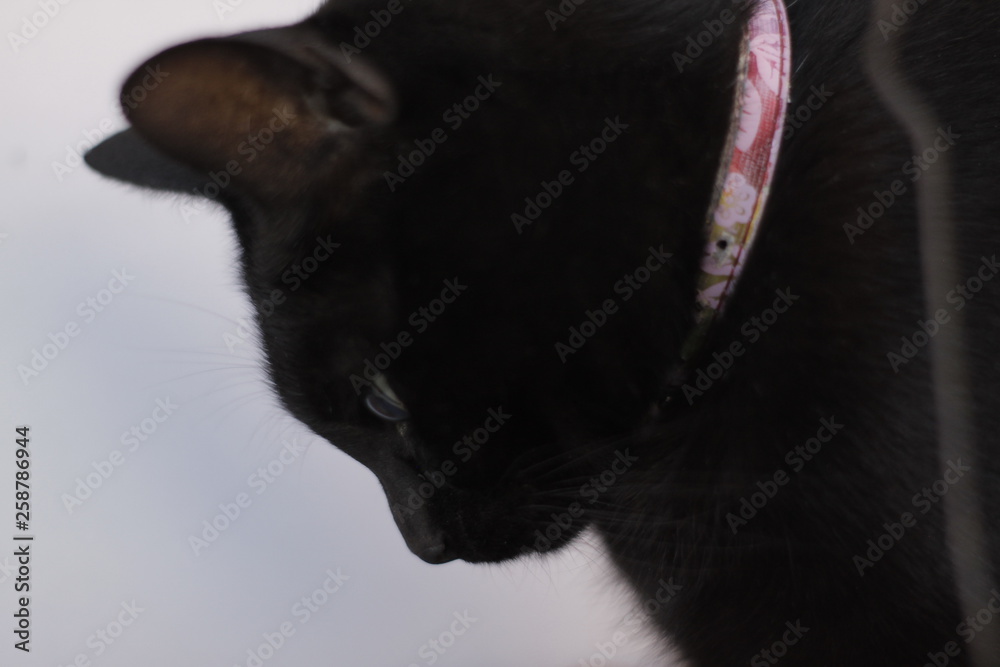 Obraz premium descubriendo 3