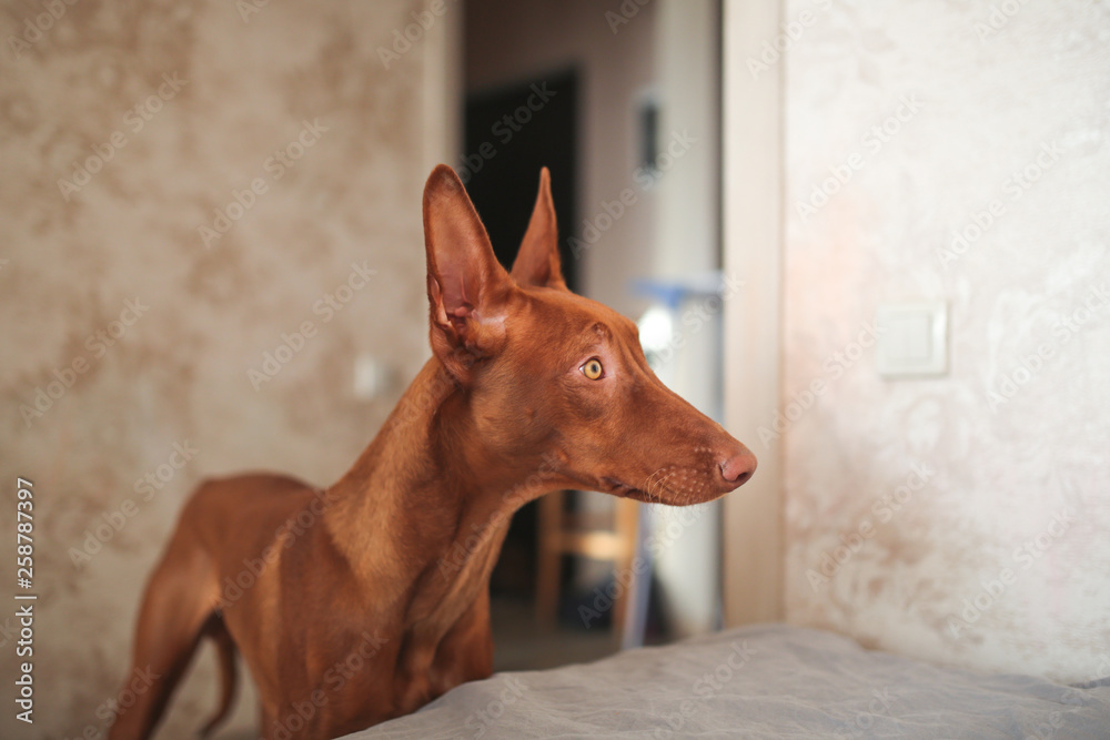 Pharaoh's dog at home in real ordinary room