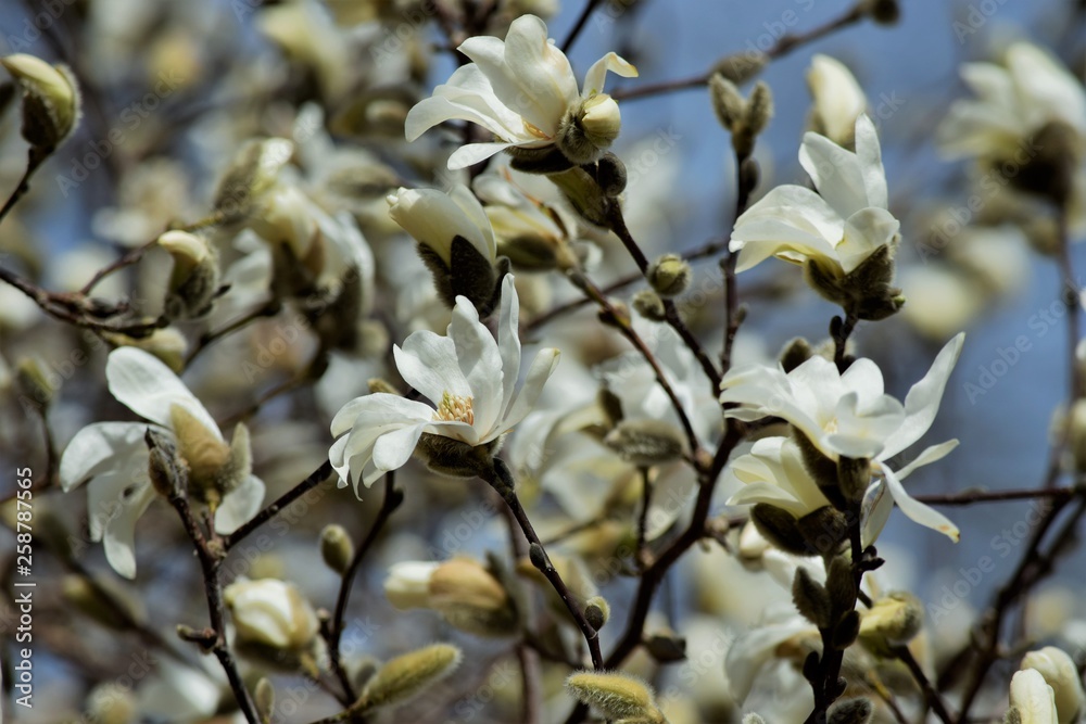 white Magnolias