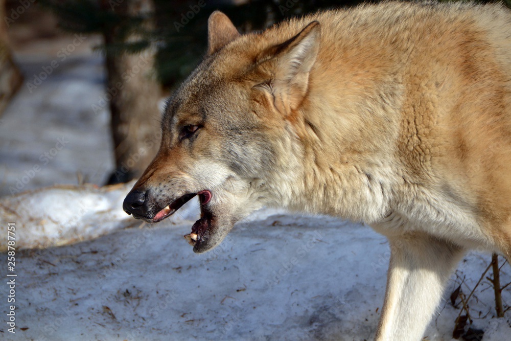 Fototapeta premium The wolf yawns
