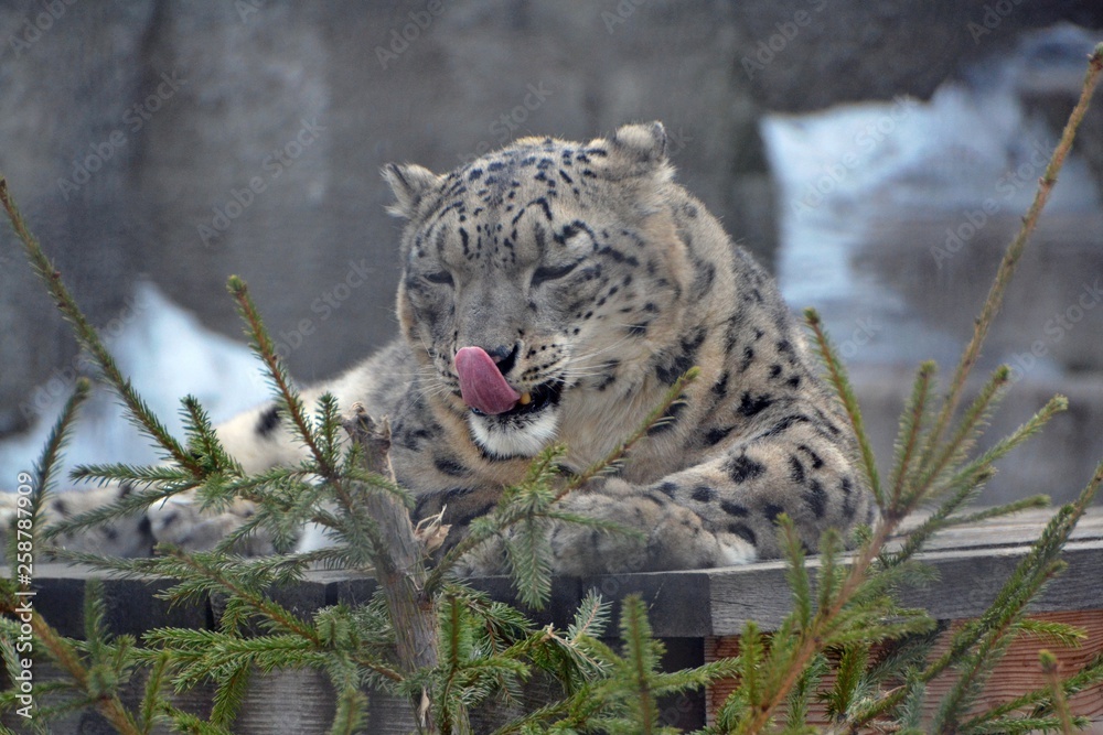 Obraz premium Irbis licks his lips