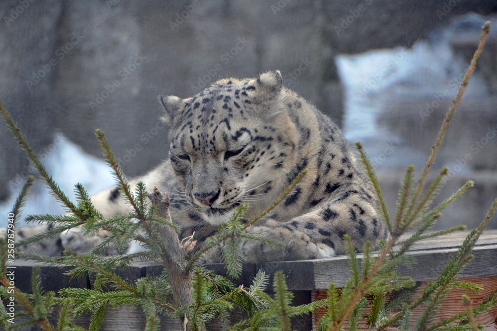 Fototapeta premium Irbis looks at the tree