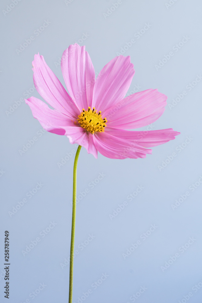 Single Pink Cosmos Flower Single Pink Cosmos Flower