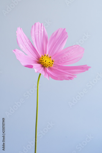Single Pink Cosmos Flower