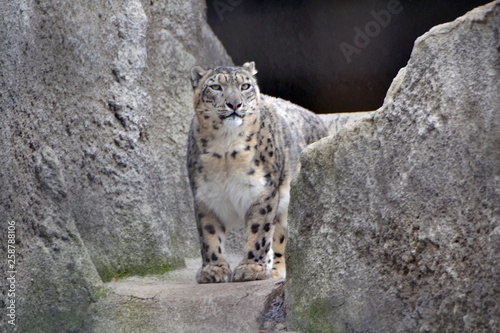 Snow leopard in the mountains
