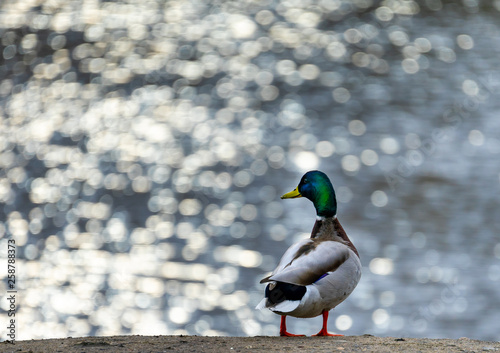 Stockente 