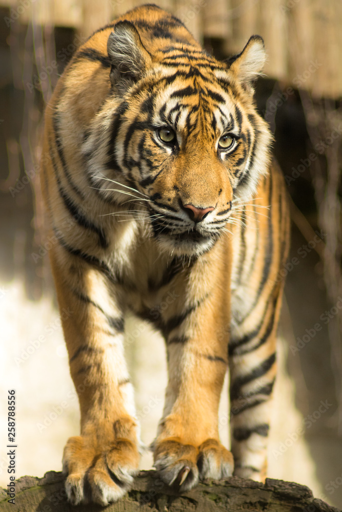 Obraz premium Tiger (Panthera tigris tigris)