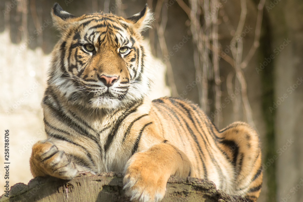 Fototapeta premium Tiger (Panthera tigris tigris)