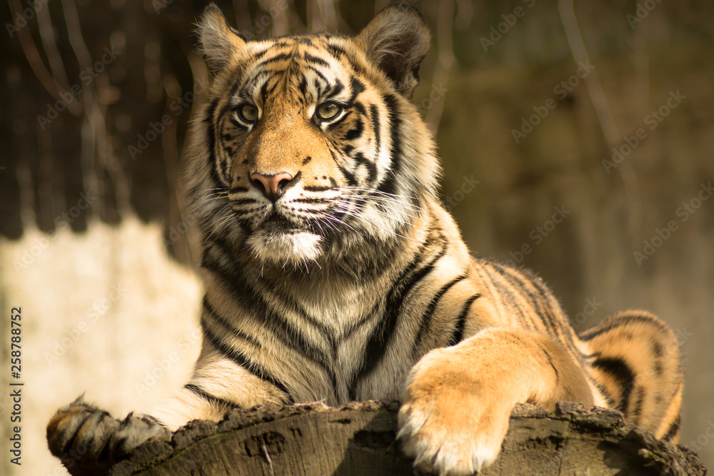 Fototapeta premium Tiger (Panthera tigris tigris)