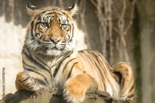 Tiger  (Panthera tigris tigris)