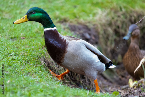 Stockente